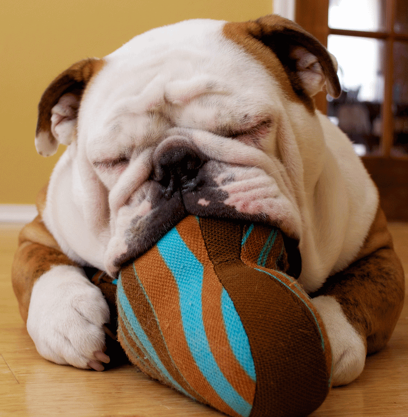 Bulldog Playing With Toy