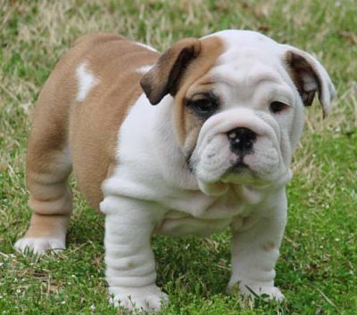 Bulldog Puppy In Lawn