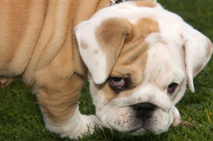 Bulldog Puppy On Grass