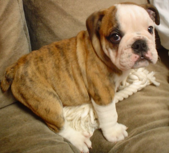 Bulldog Puppy Sitting On Sofa