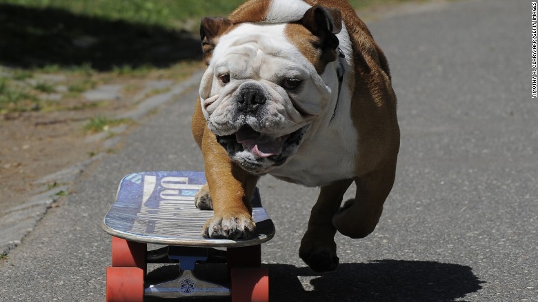 Bulldog Running With Skateboard