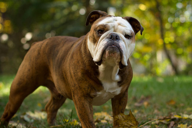 Bulldog Standing In Lawn