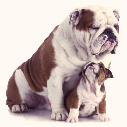 Bulldog With Puppy Picture