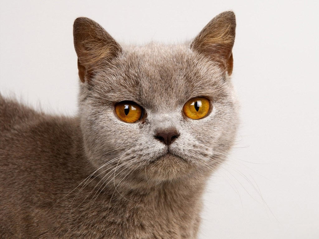 Burmese Cat Face Closeup Picture