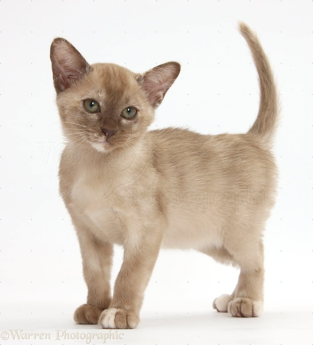 Burmese Kitten Standing