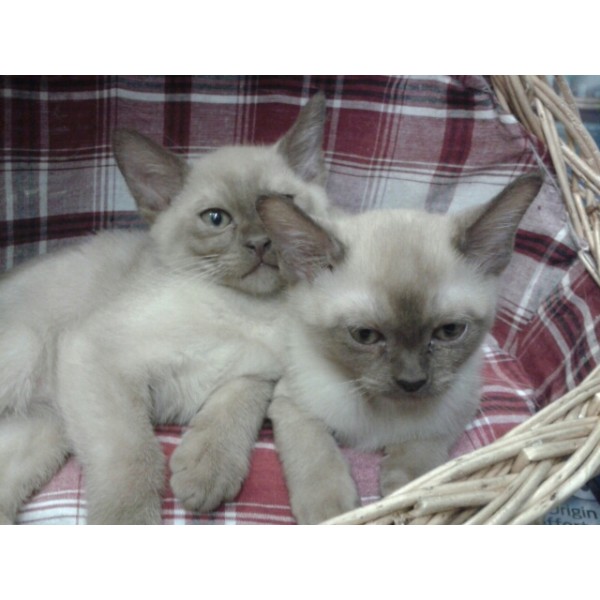 Burmese Kittens Sitting