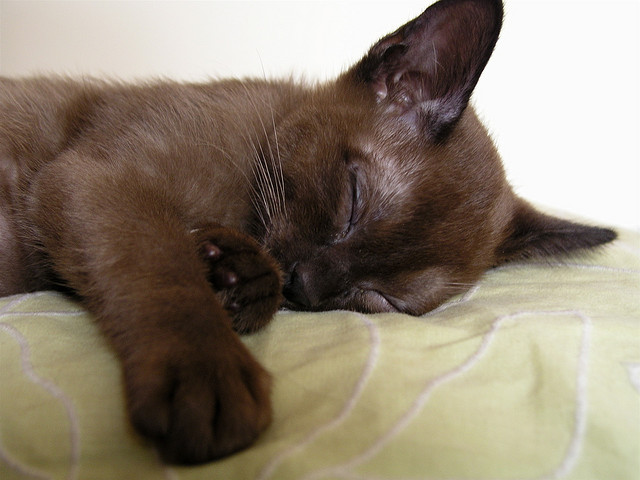 Burmese Sleeping Kitten
