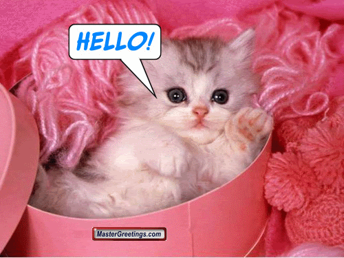 Cat Say Hello Funny Greeting  Picture