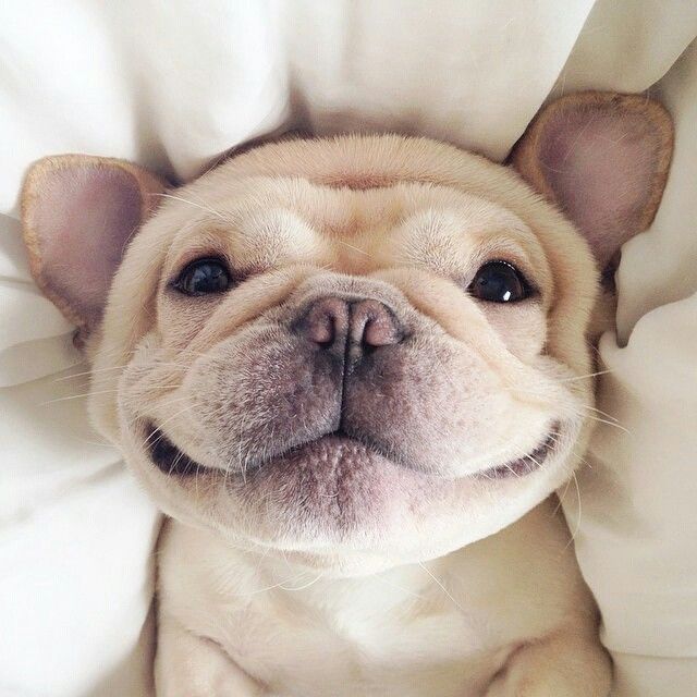 Cute Bulldog Puppy Face Picture