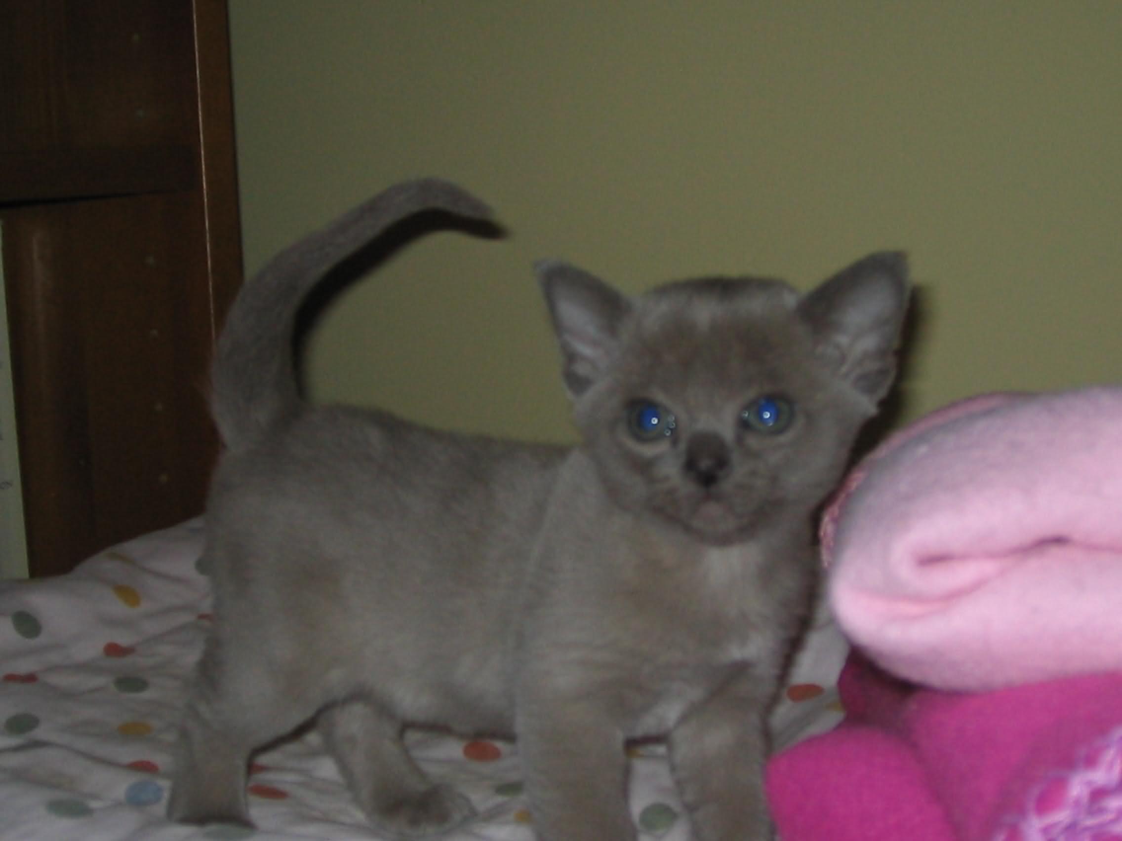 Cute Burmese Kitten With Blue Eyes