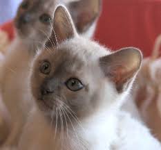 Cute Burmese Kitten