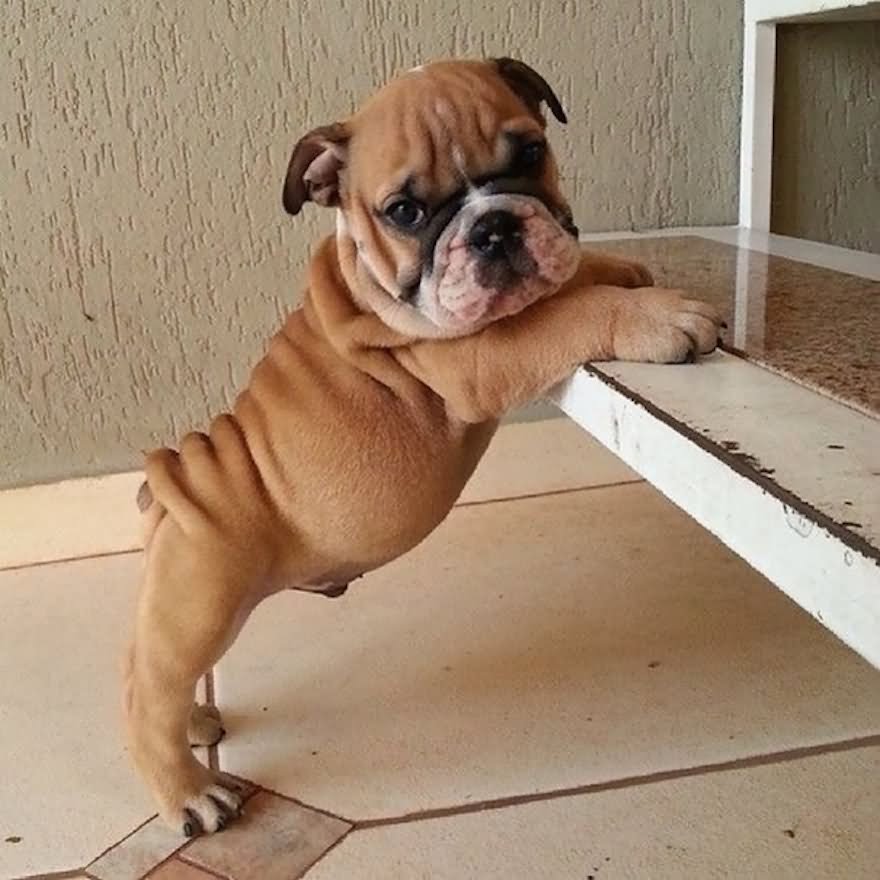 Cute Fawn Bulldog Puppy Standing Up