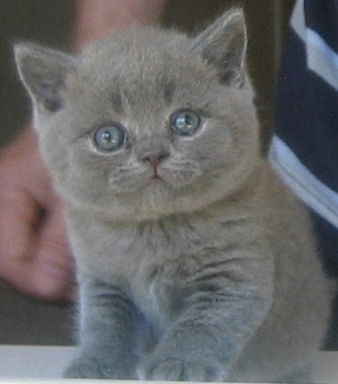 Cute Grey Fluffy Burmese Kitten