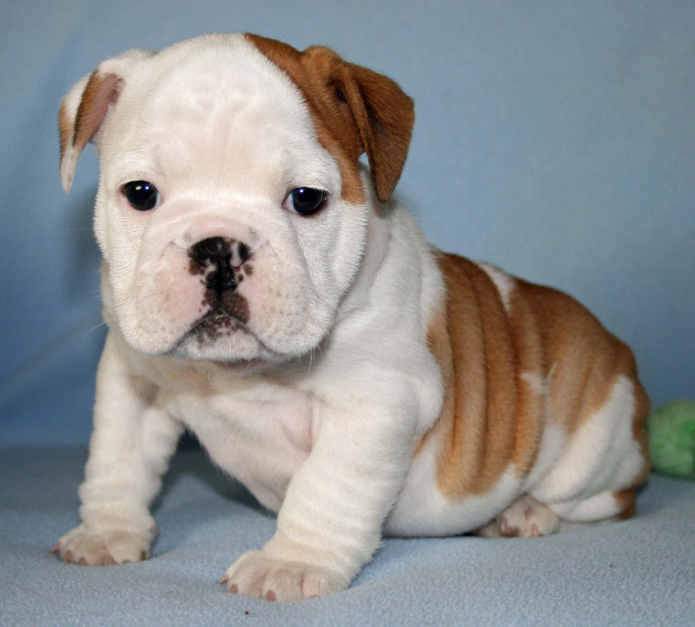 Cute Little Bulldog Puppy Picture