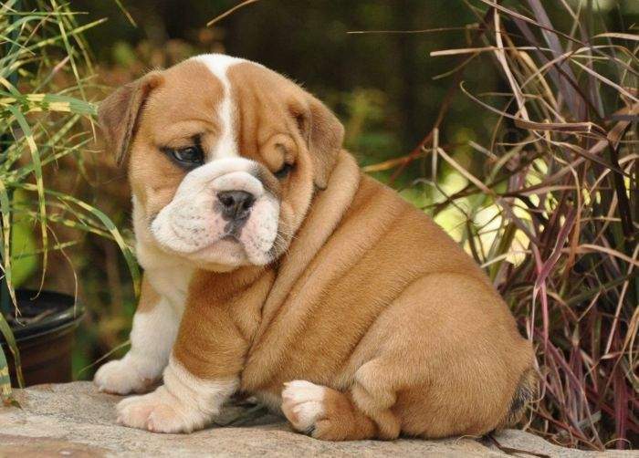 Cute Little Bulldog Puppy Sitting