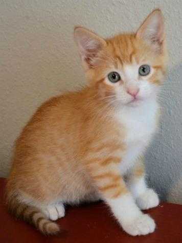 Cute Little Orange And White Kitten Picture