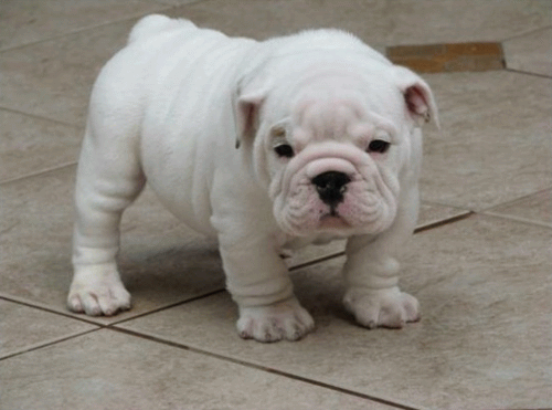 Cute Little White Bulldog Puppy