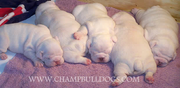 Cute New Born Bulldog Puppies