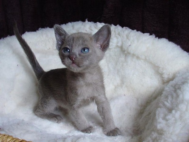 Cute New Born Grey Burmese Kitten