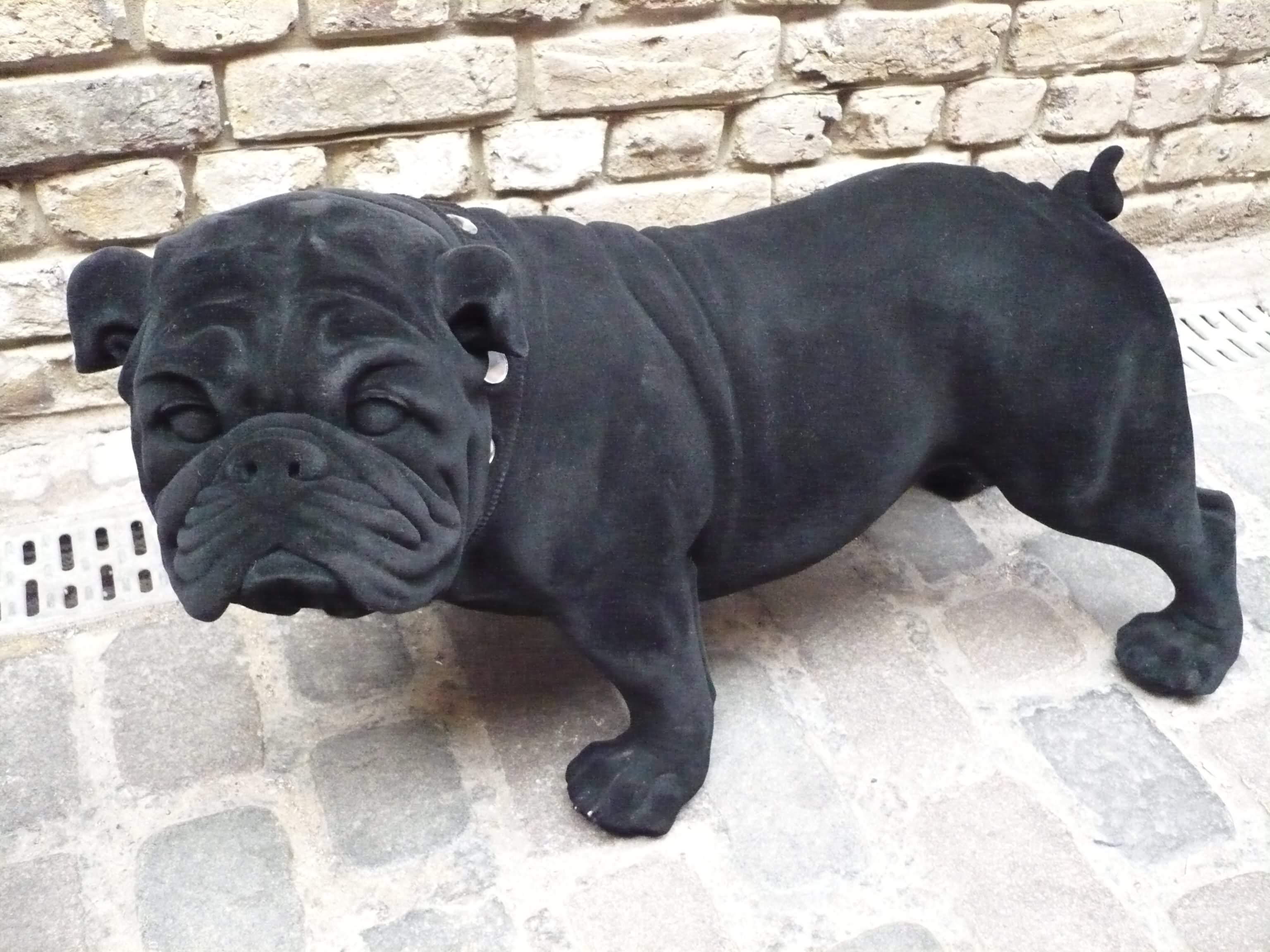 Dark Black Bulldog Picture
