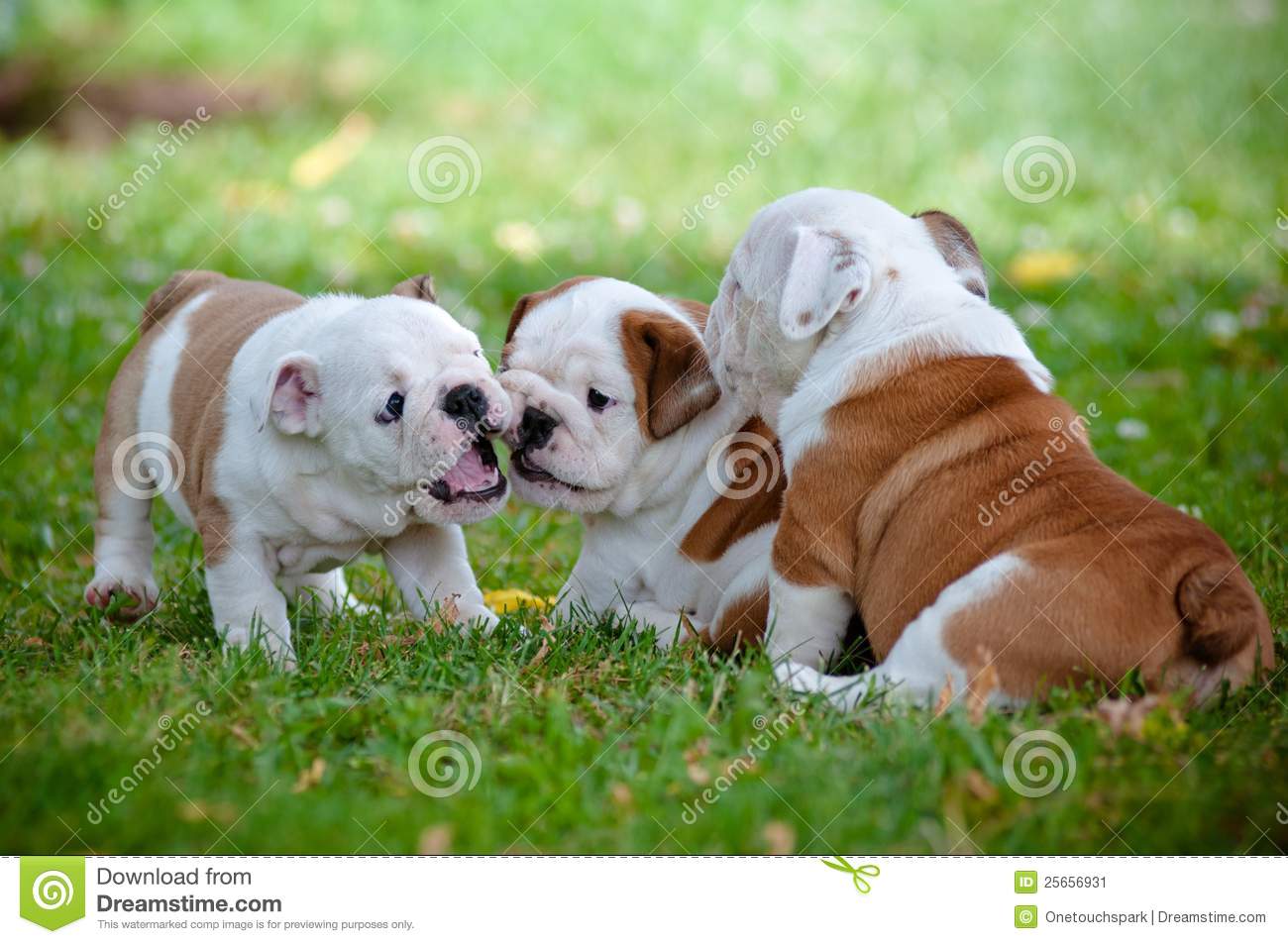 Family Of English Bulldog Puppies