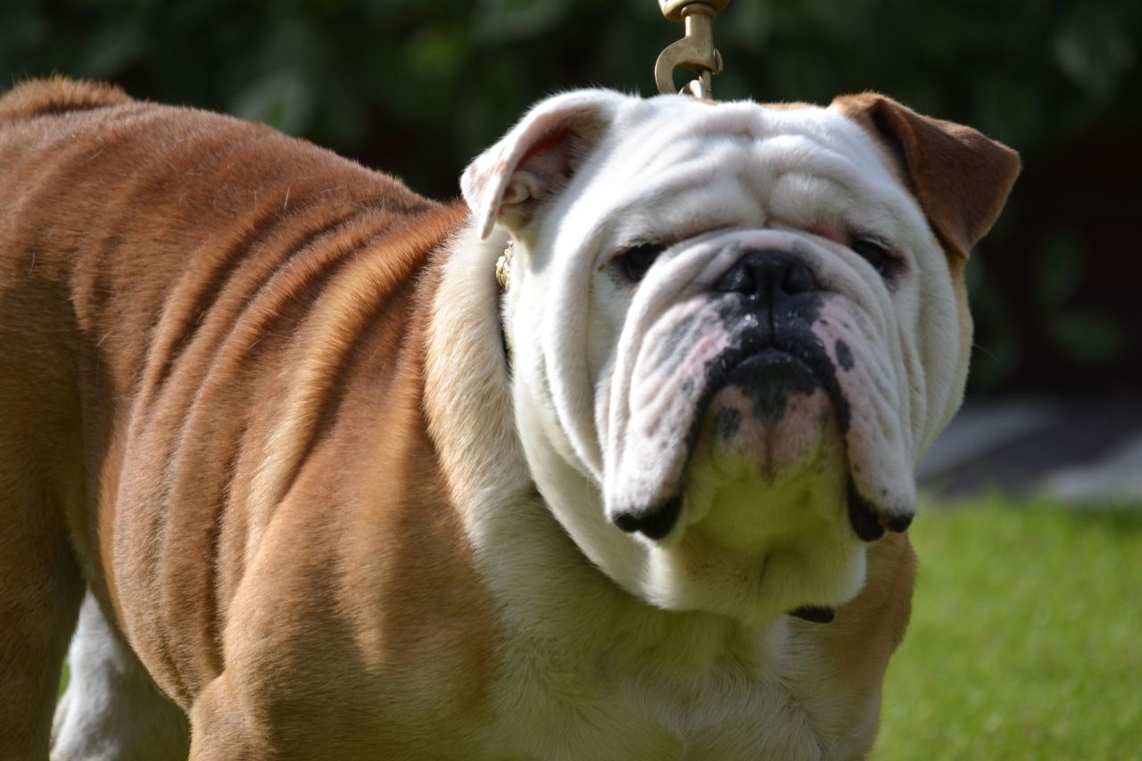 Fawn And White Bulldog Picture