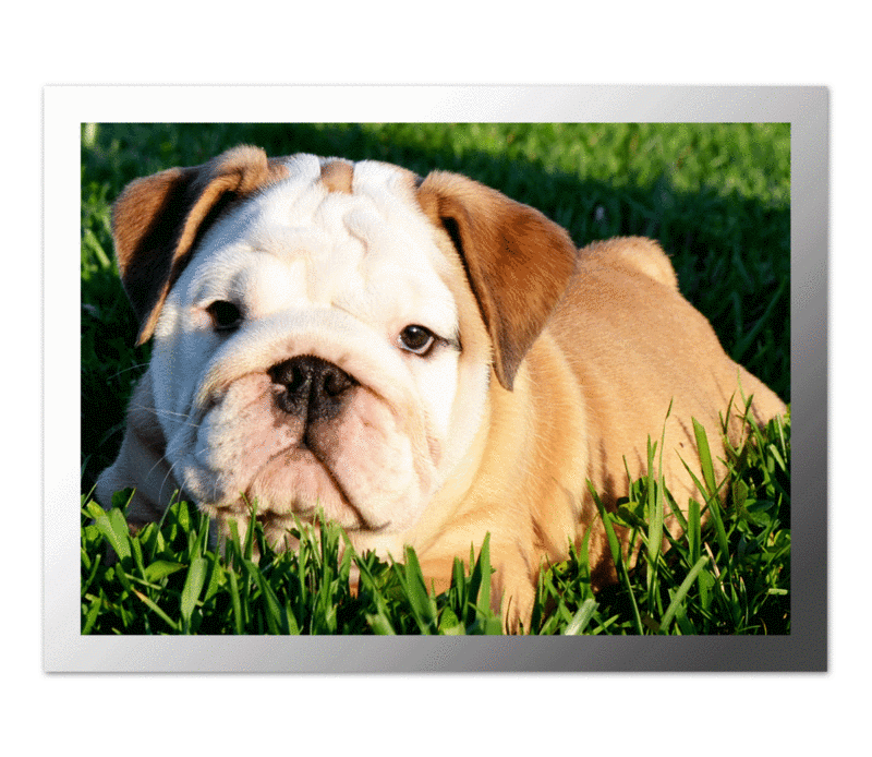 Fawn And White Bulldog Puppy Sitting On Grass