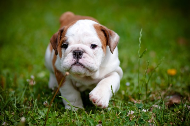 Fawn And White Bulldog Puppy Walking On Grass