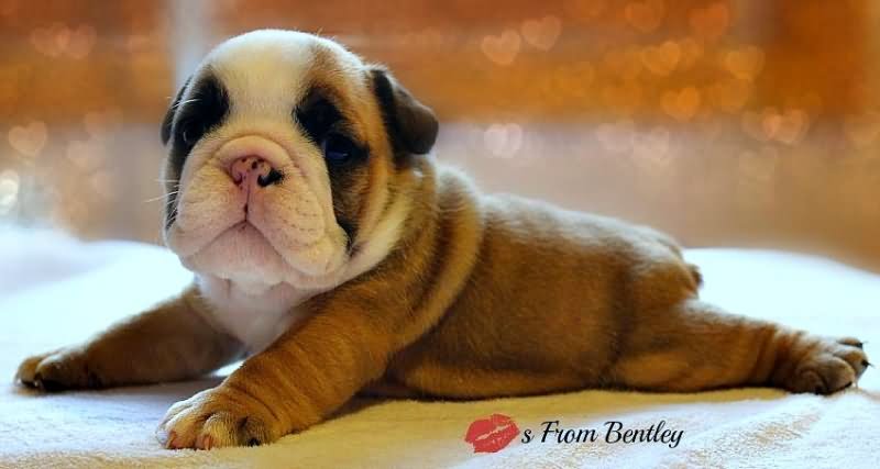 Fawn And White Cute Bulldog Puppy Laying