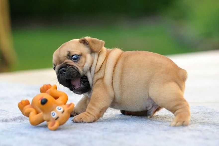 Fawn Bulldog Puppy Playing With Toy