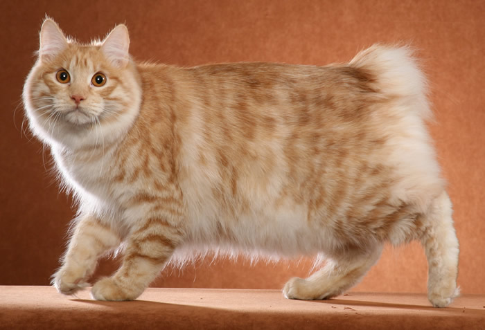 Fluffy Orange Japanese Bobtail Cat