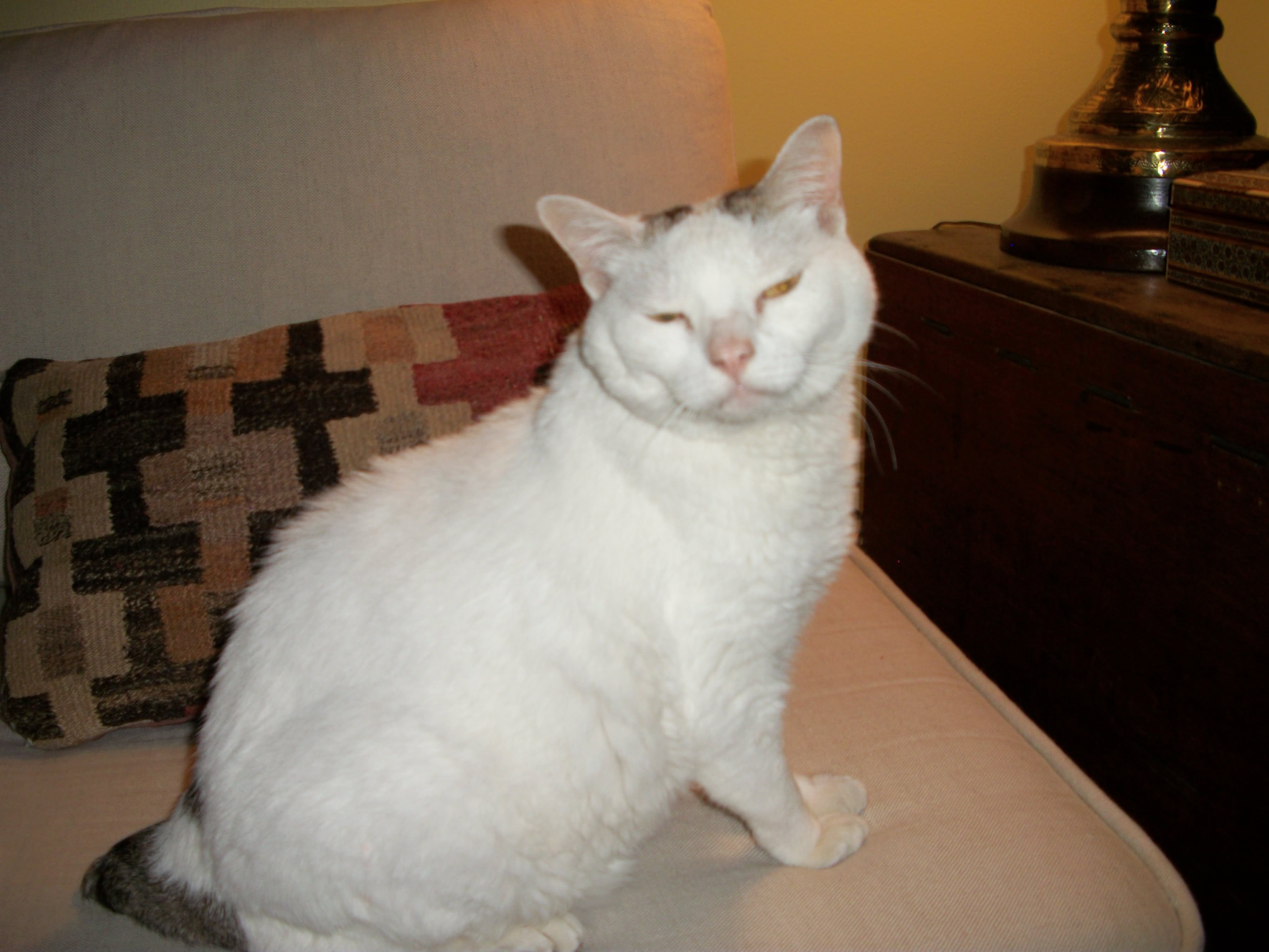 Fluffy White Japanese Bobtail Cat Sitting