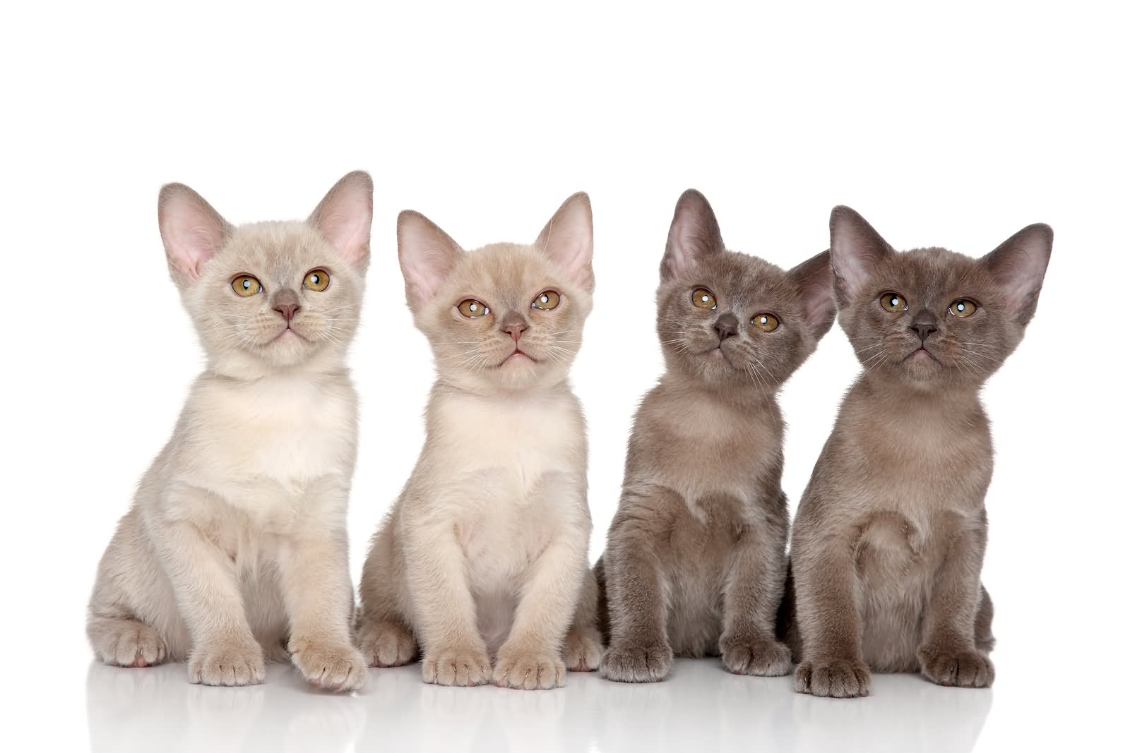 Burmese Kittens