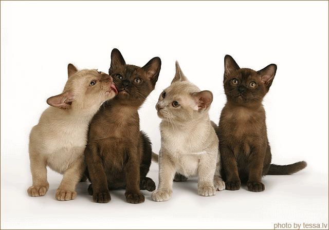 Four Beautiful Burmese Kittens
