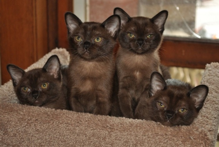 Four Brown Burmese Kittens