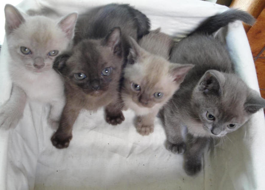 Four Burmese Kittens Looking Up