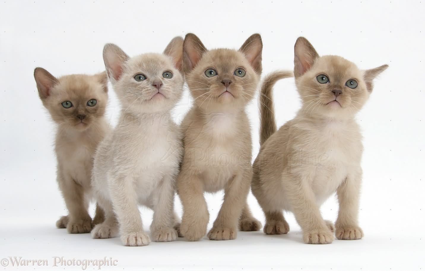 Four Burmese Kittens Picture