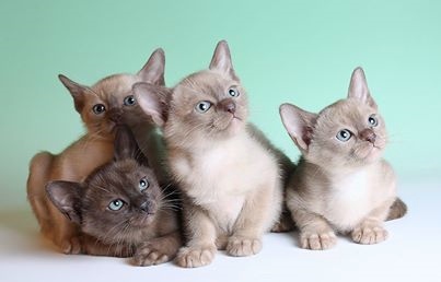 Four Burmese Kittens
