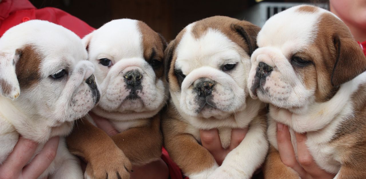 Four Cute English Bulldog Puppies