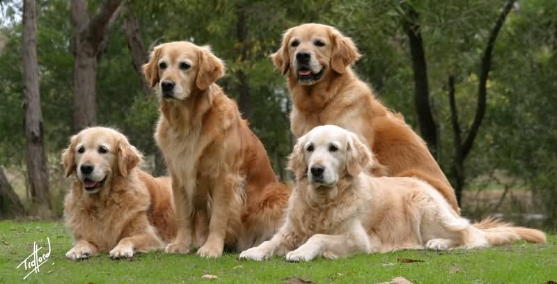 Four Golden Retriever Dogs In Lawn