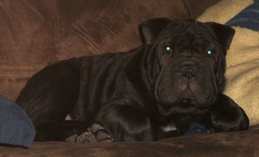 Full Grown Black Bulldog Photo