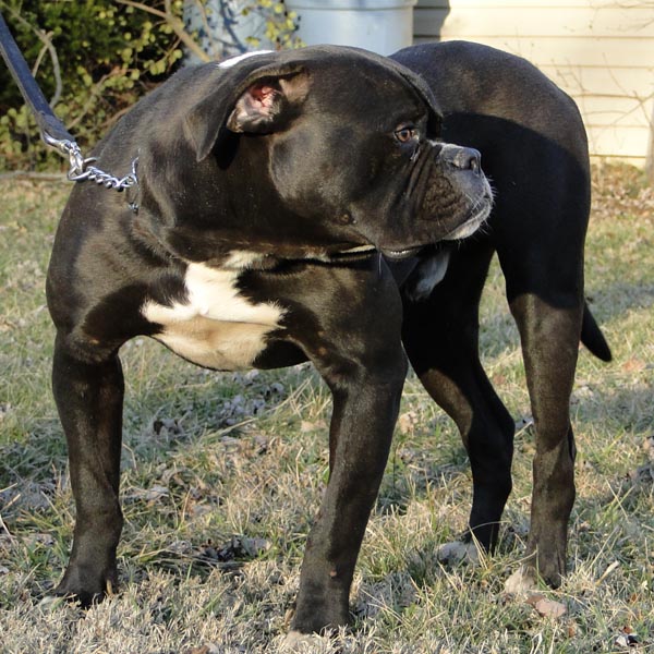 Full Grown Black Bulldog