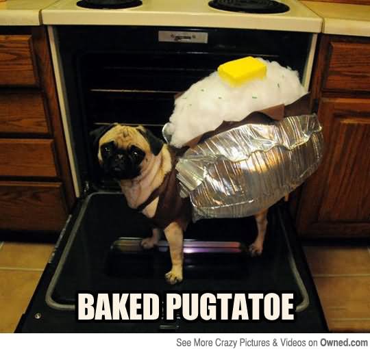 Funny Baked Pugtatoe Humor Image