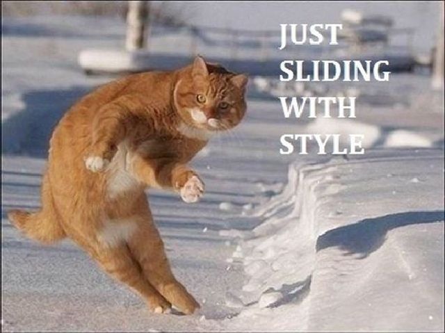 Funny Cat Just Sliding With Style Humor Picture