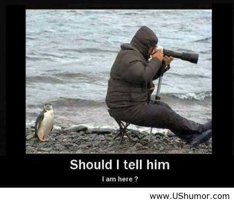 Funny Humor Penguin Should I Tell Him