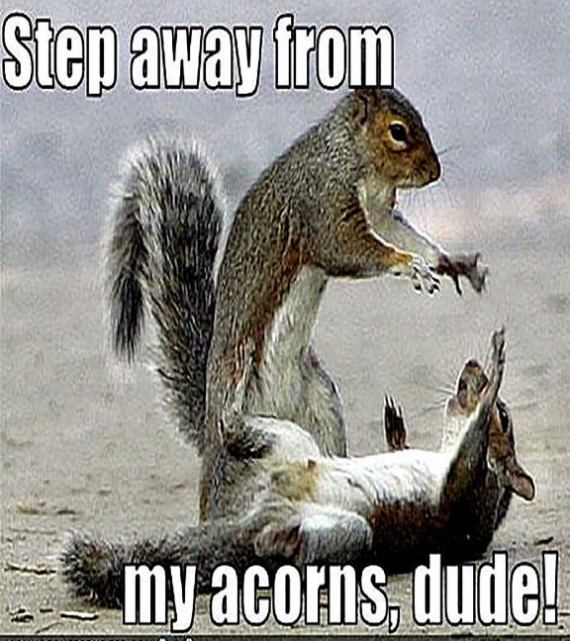 Funny Squirrels With Humor Caption