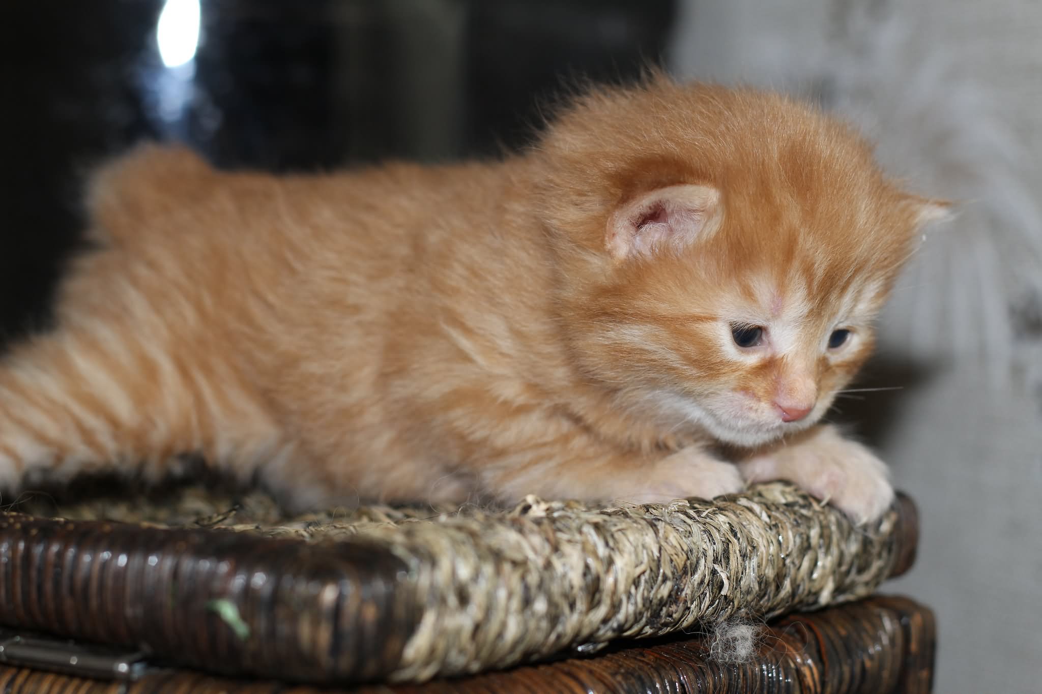 Ginger Japanese Bobtail Kitten