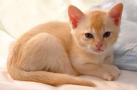 Golden Burmese Kitten