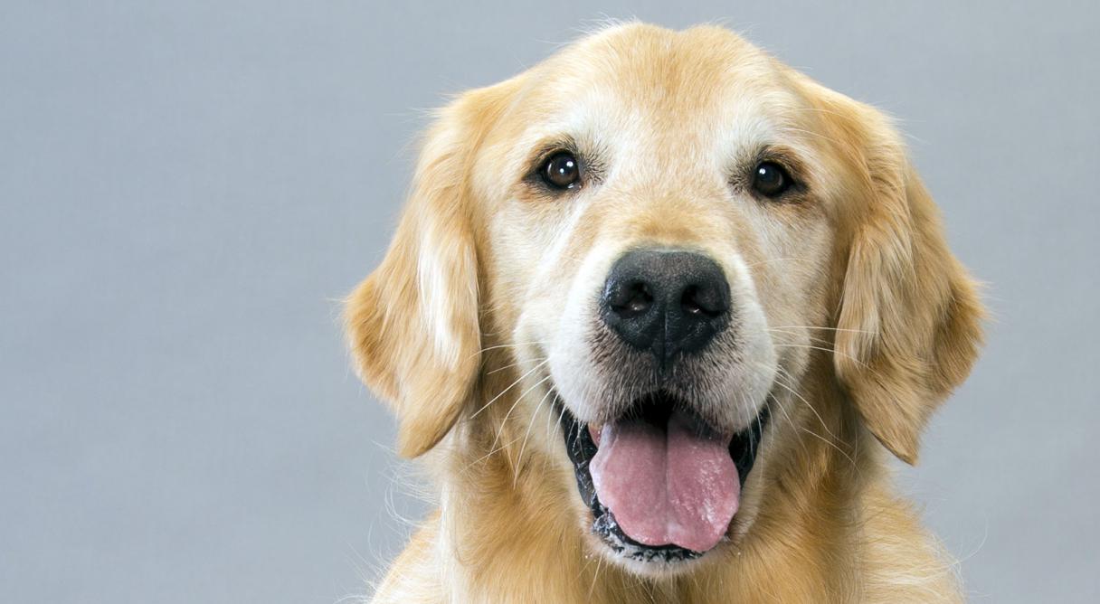 Golden Retriever Dog Face Photo