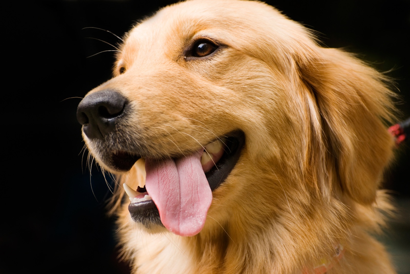 Golden Retriever Dog Face Picture